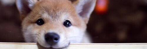 midoripopcorn's profile banner image