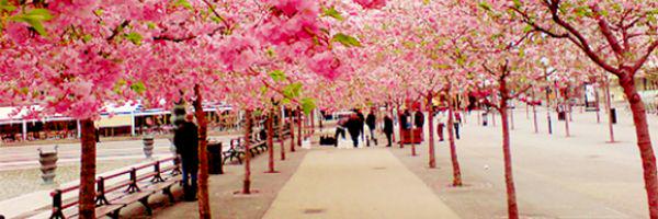 Michell94509362's profile banner image
