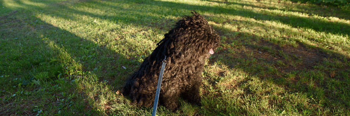 Marshall Goff banner