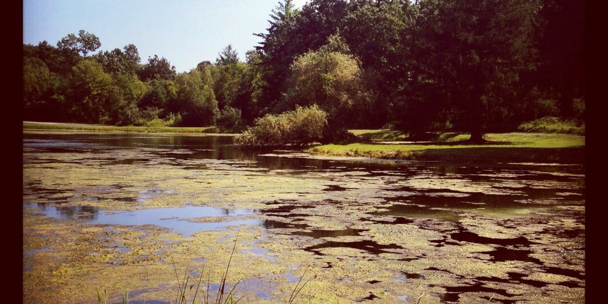 CutoneElizabeth's profile banner image