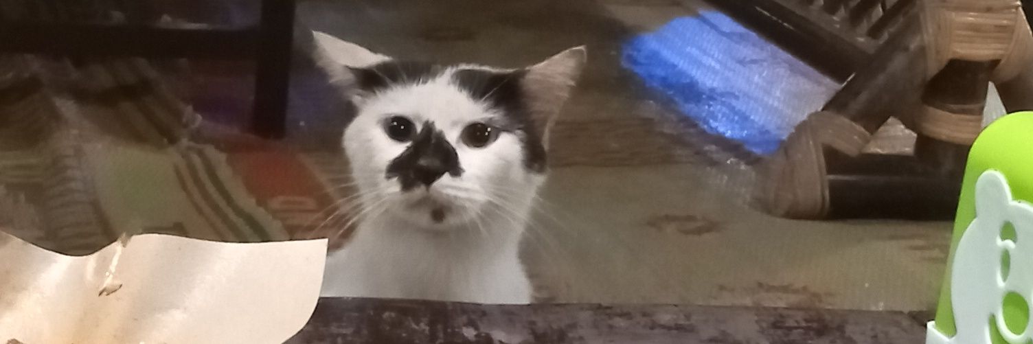 dewiiffoo's profile banner image