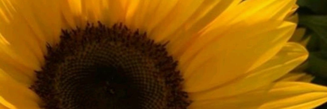 El_Proff_Bhoko's profile banner image