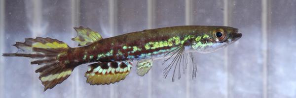 PascalHablutzel Profile Banner