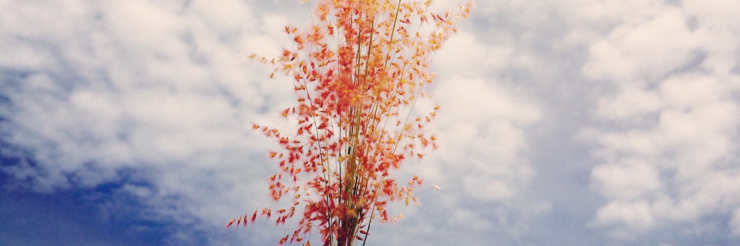 littormee's profile banner image