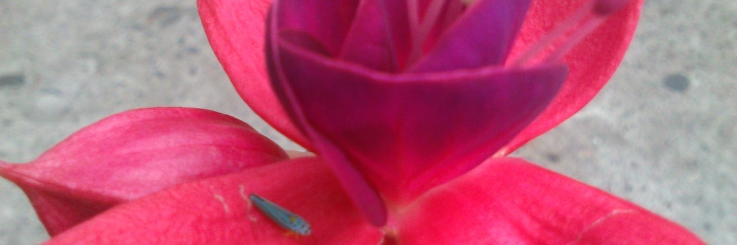 MichelleCortes5's profile banner image