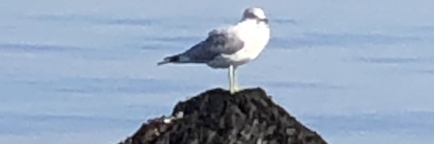 CapeEmDee's profile banner image