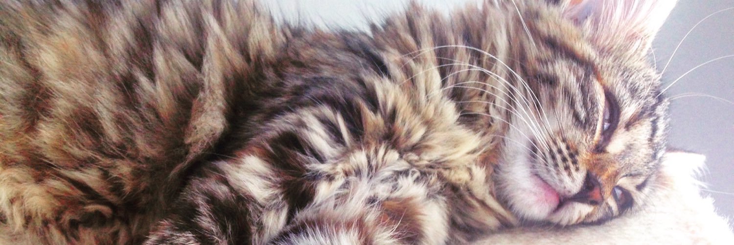 miksueeli's profile banner image