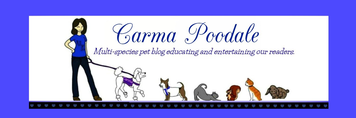 Carma Poodale banner