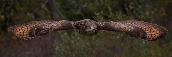 derauw Profile Banner