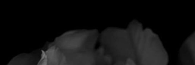 22Carocaro's profile banner image