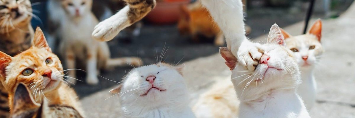 jorjor wel  banner