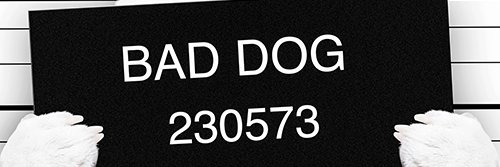 And The Dog Said banner