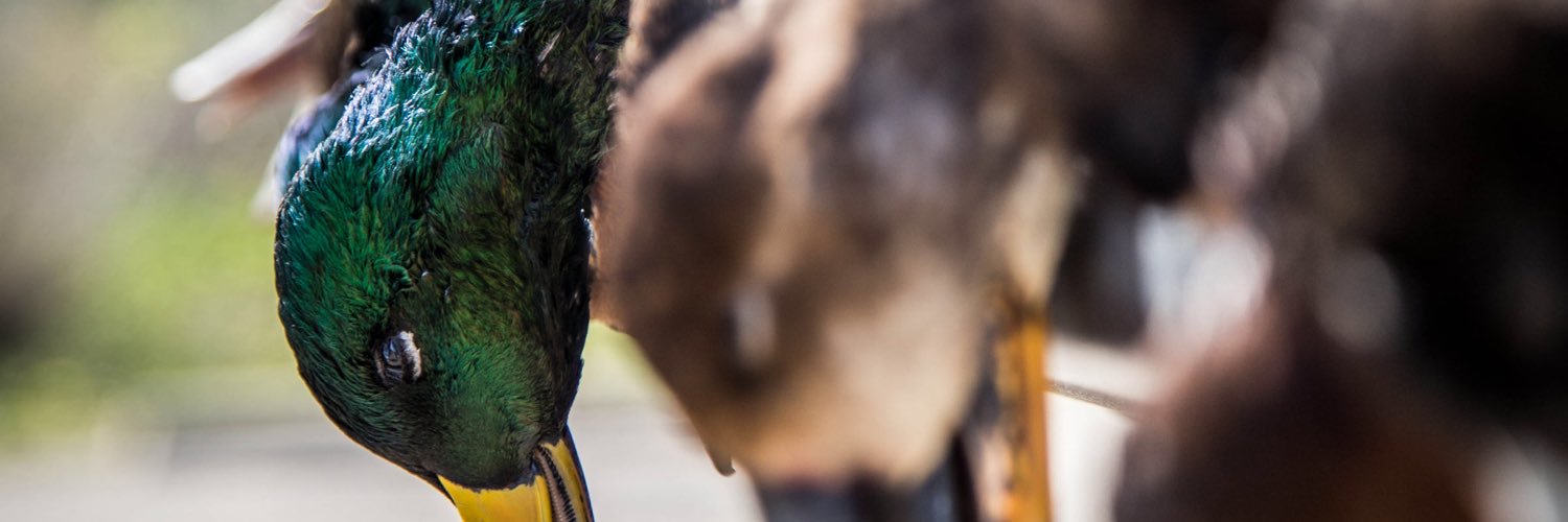 TannerDube's profile banner image