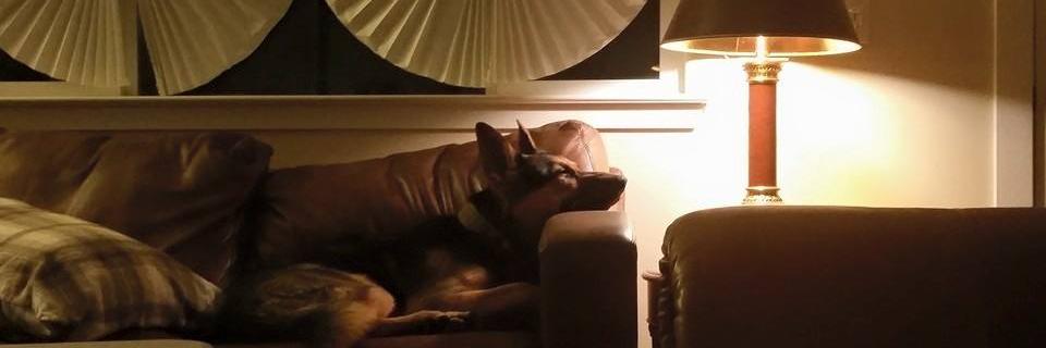Kabylewolf's profile banner image