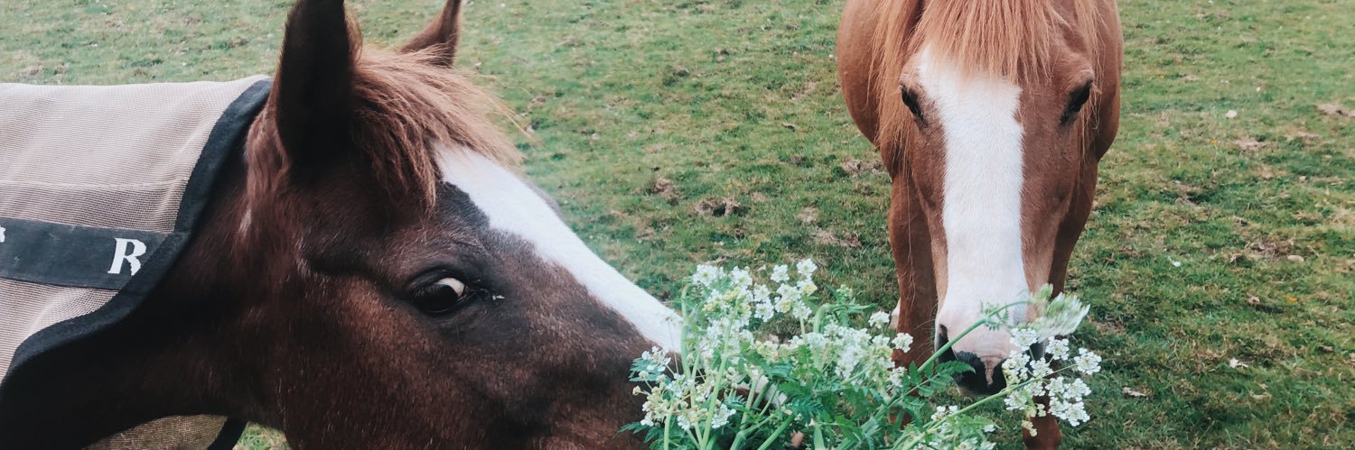 charcharbinks_'s profile banner image
