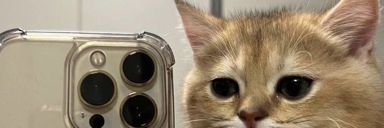 nanah ᓚᘏᗢ banner