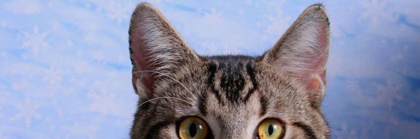 kvsrhme's profile banner image