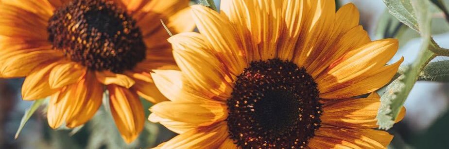 CalliePederson's profile banner image