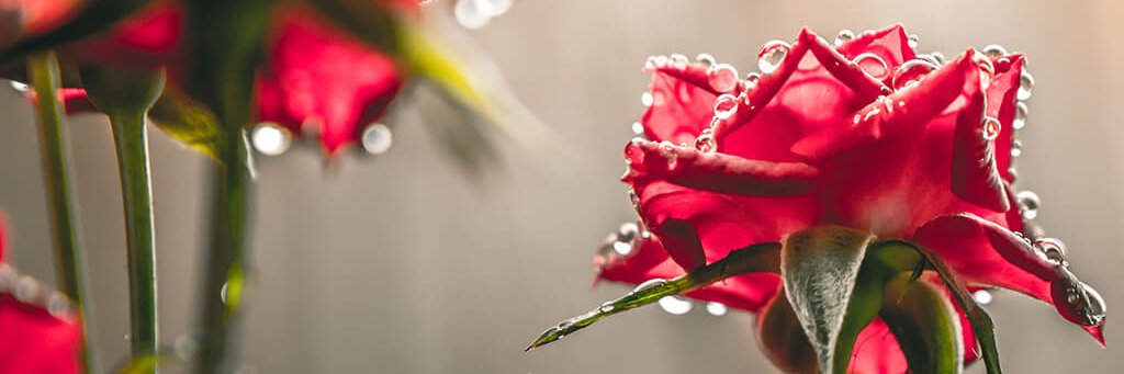 meredithb52's profile banner image