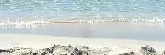 🐾Amanda 🐾 banner