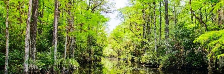 Brittani O'Hara banner