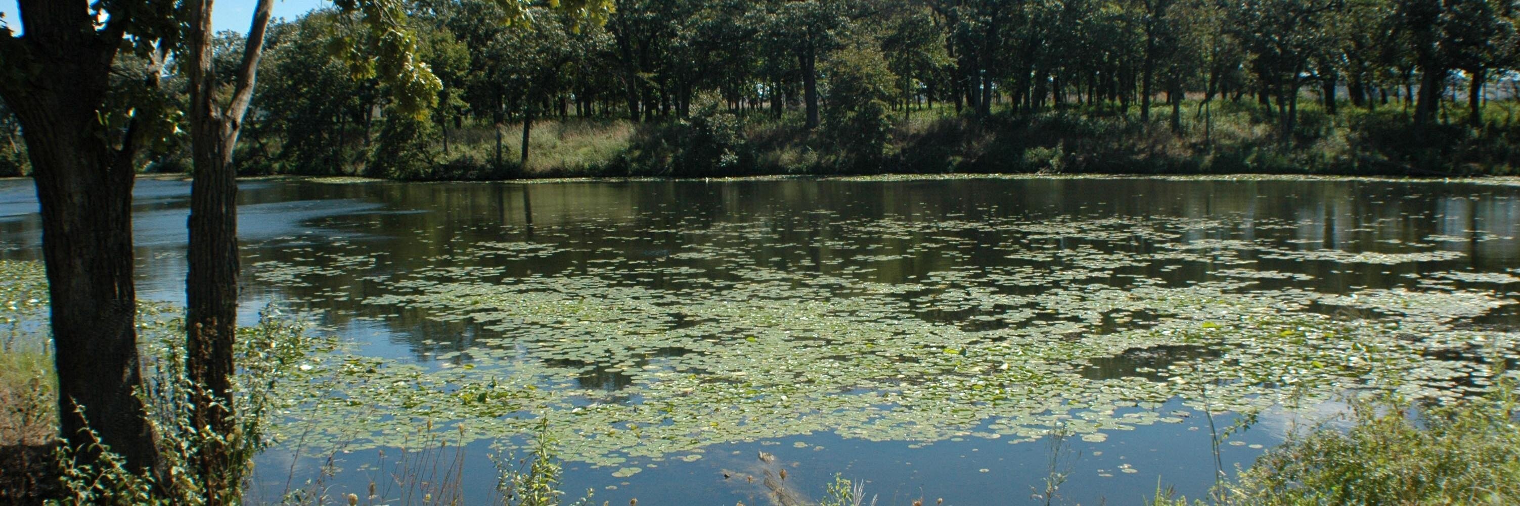 Laura R. Seeber banner