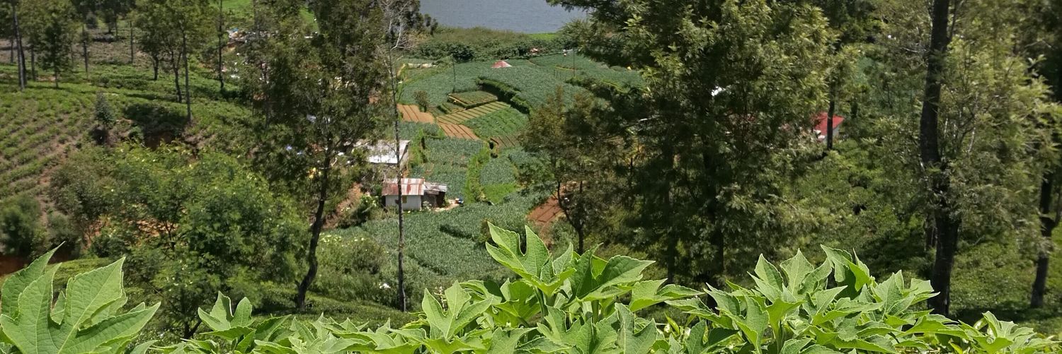 hosam bash banner