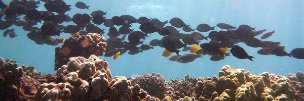 GROverboard Profile Banner