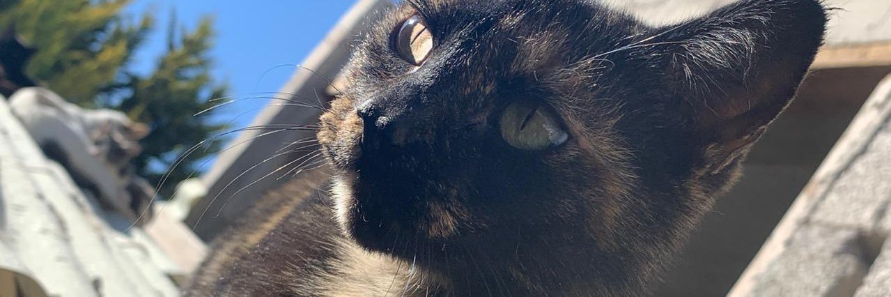 solorayocreo's profile banner image