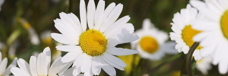 dlmajeske's profile banner image