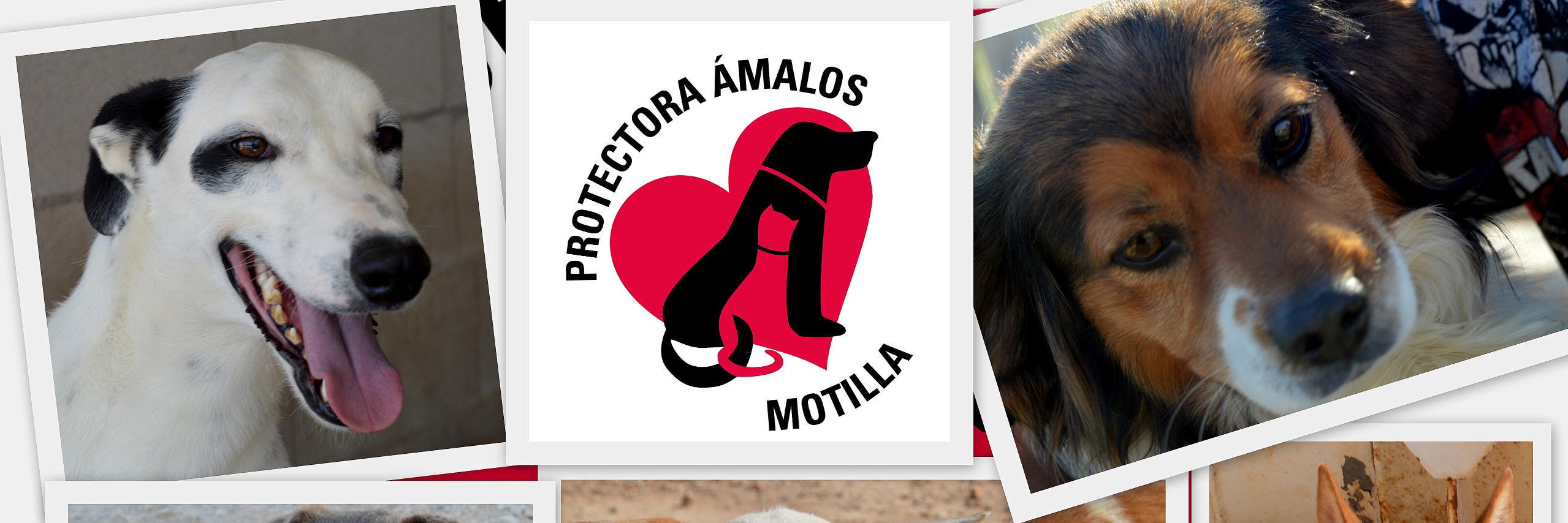 amalosprotec's profile banner image