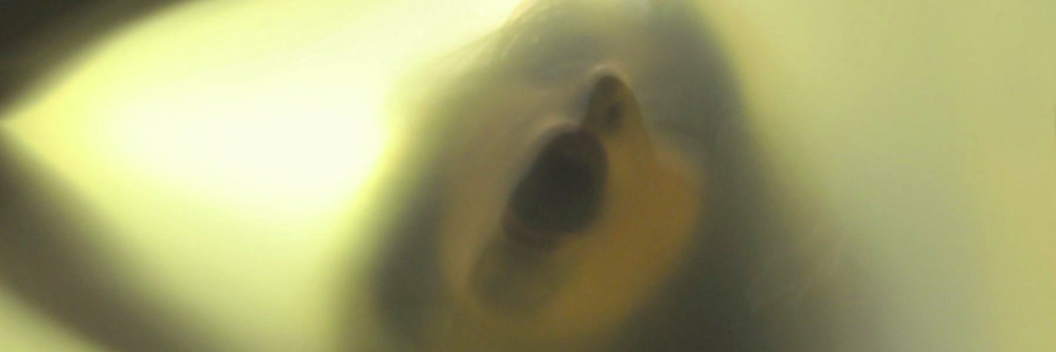 SiShoots's profile banner image