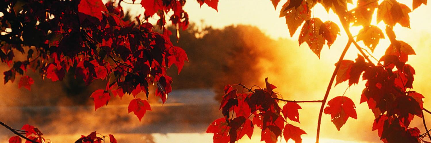 TracyHamada's profile banner image