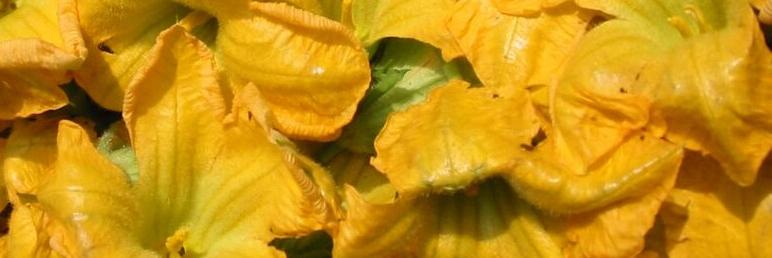 backyardharvham's profile banner image