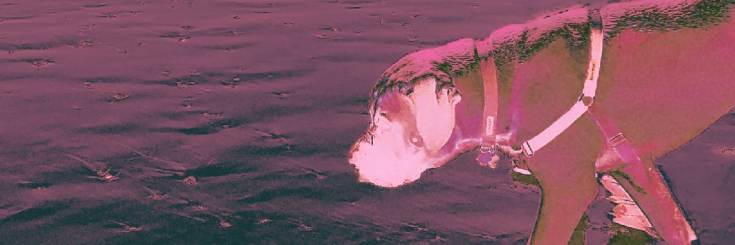 nathanmorose's profile banner image