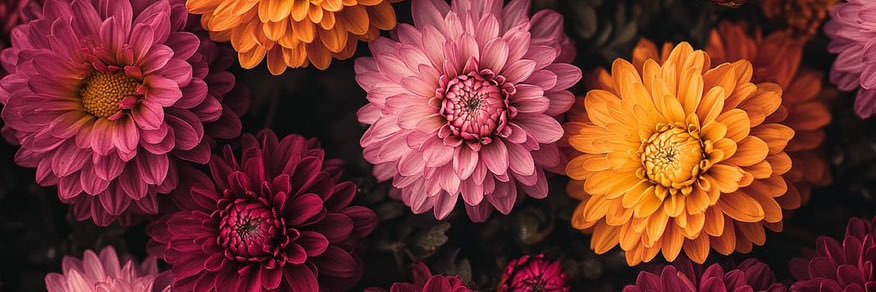 Sabina29001's profile banner image