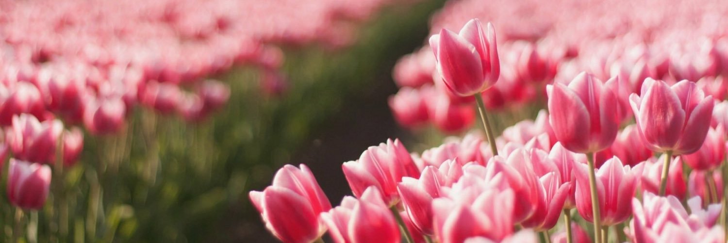 LizetZS's profile banner image