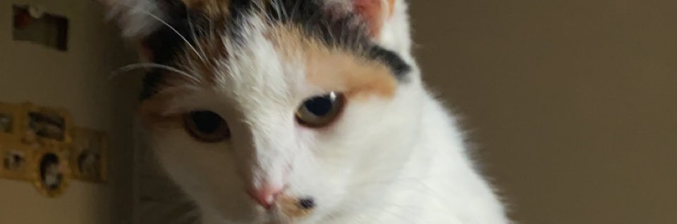 _Manda_lynne_'s profile banner image