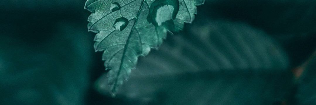 Braydencullen3's profile banner image