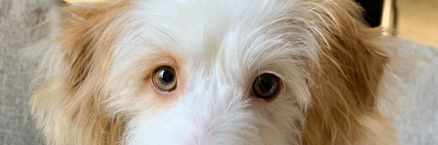 sdanniellec's profile banner image
