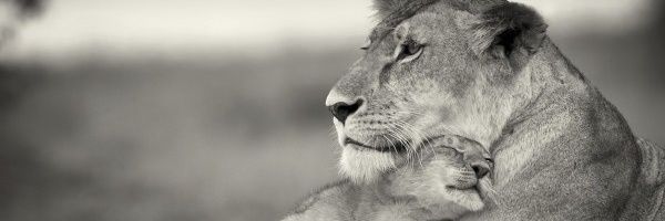 Fortune_Fire's profile banner image