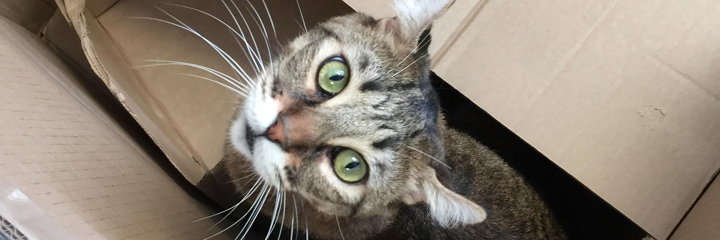 catvet02's profile banner image