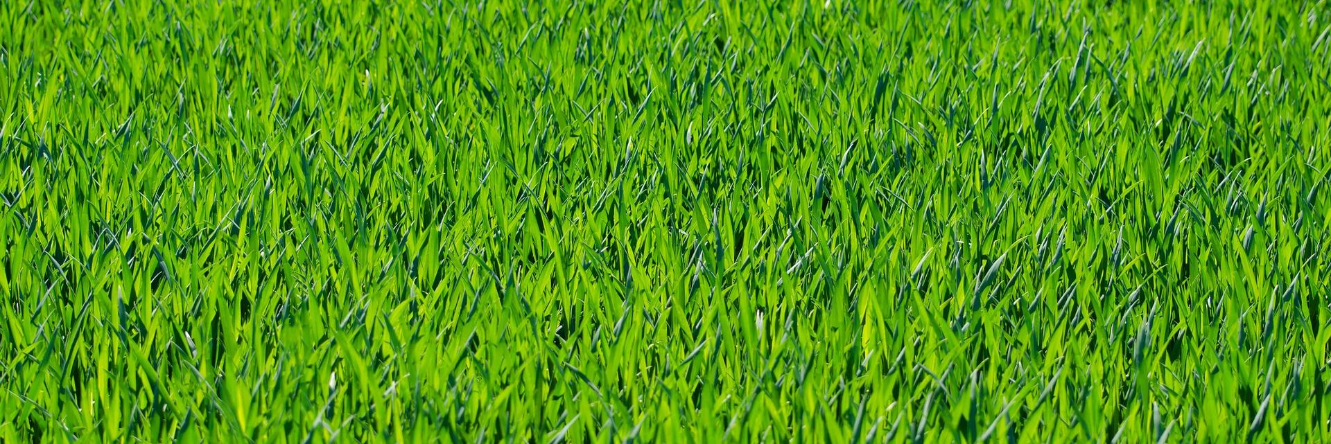 freshpickedM's profile banner image