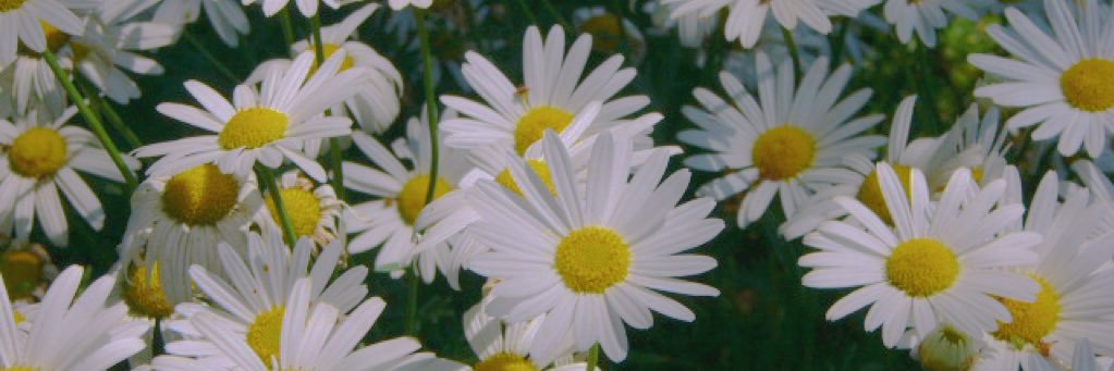 _bridalveil's profile banner image