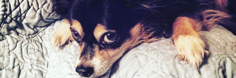 ILove4Dogs's profile banner image