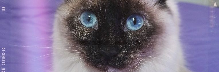 Abicha__'s profile banner image