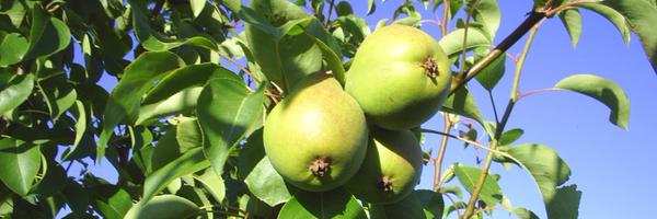 henrydavidmann Profile Banner