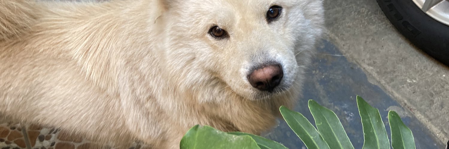 clydergld's profile banner image
