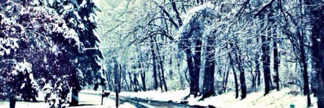 julia_roxen's profile banner image