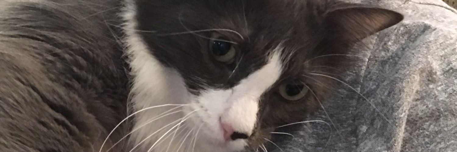 lilsteady's profile banner image
